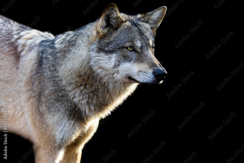 Portrait of a grey wolf with a black background
