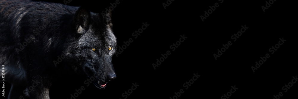 Template of a black wolf with a black background
