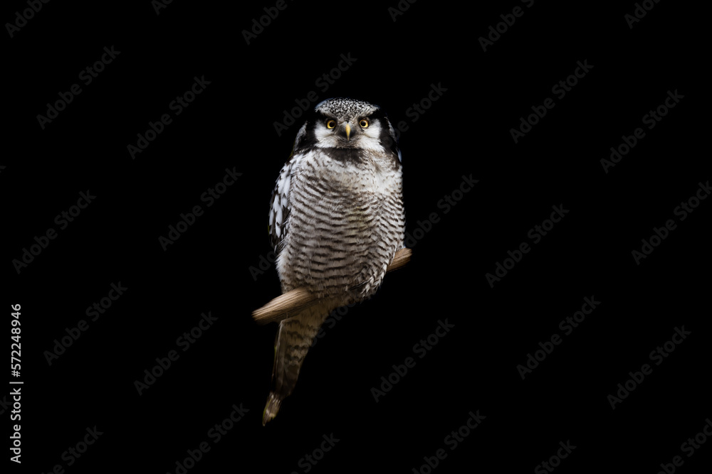 Portrait of a northern hawk-owl with a black background