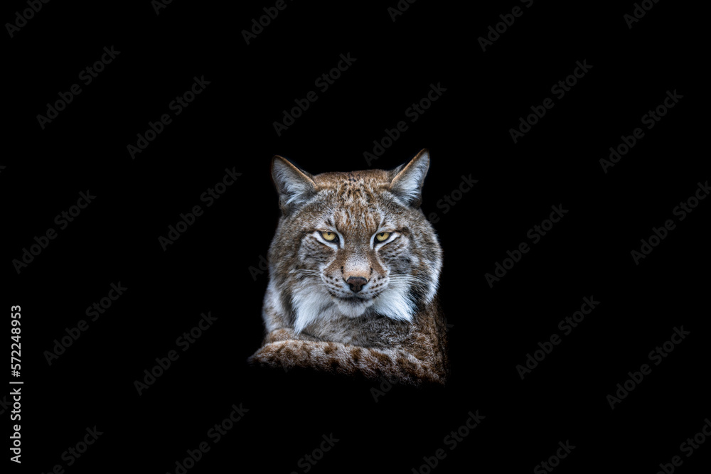 Portrait of a lynx with a black background