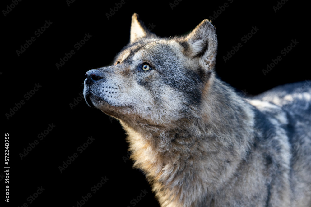Portrait of a grey wolf with a black background