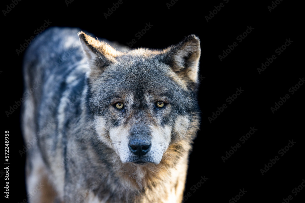 Portrait of a grey wolf with a black background