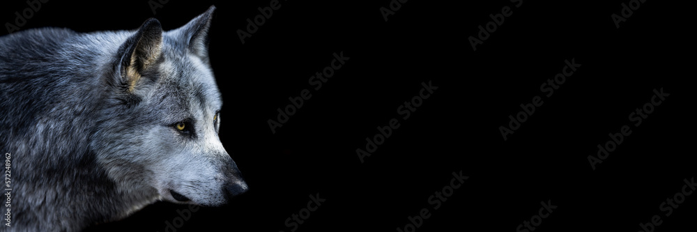Template of a black wolf with a black background