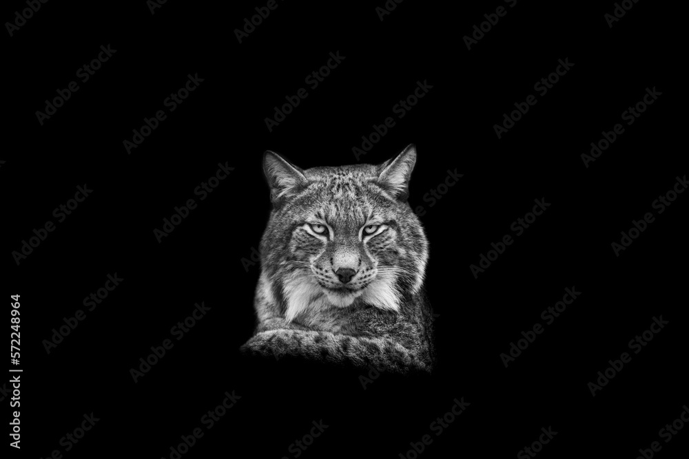 Portrait of a lynx with a black background