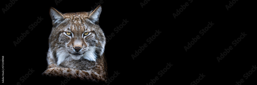 Template of a lynx with a black background