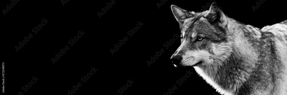Portrait of a grey wolf with a black background