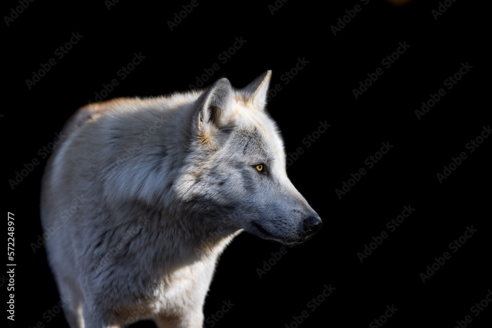 Portrait of a black wolf with a black background
