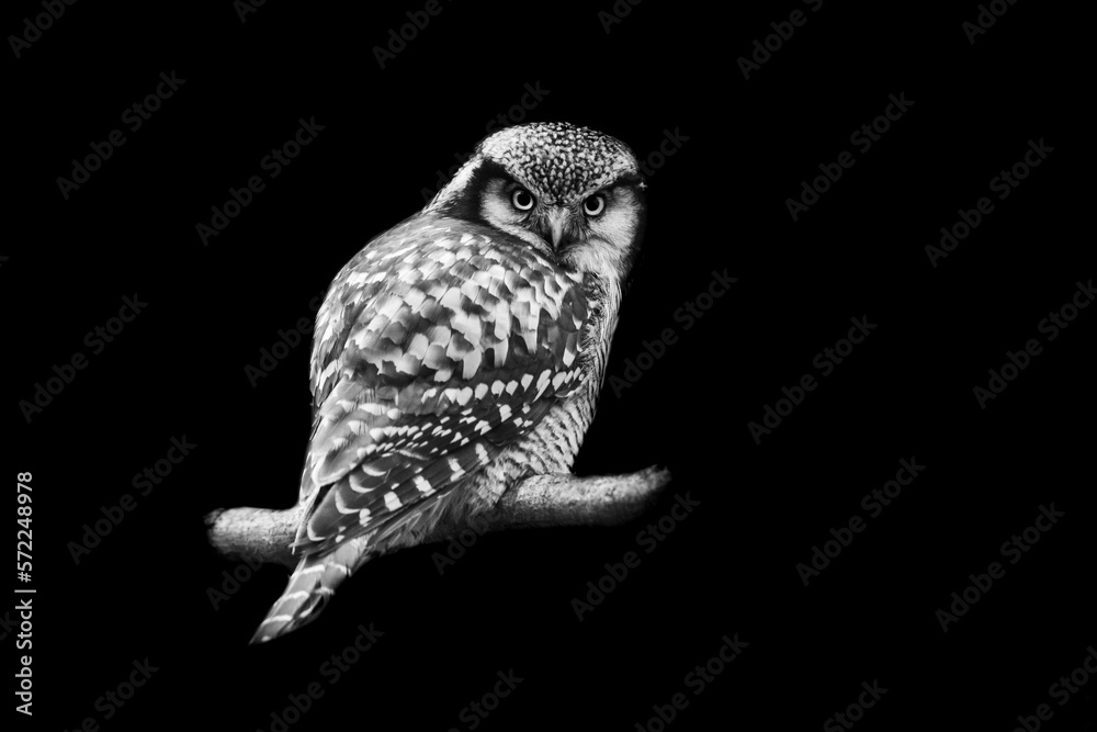 Portrait of a northern hawk-owl with a black background