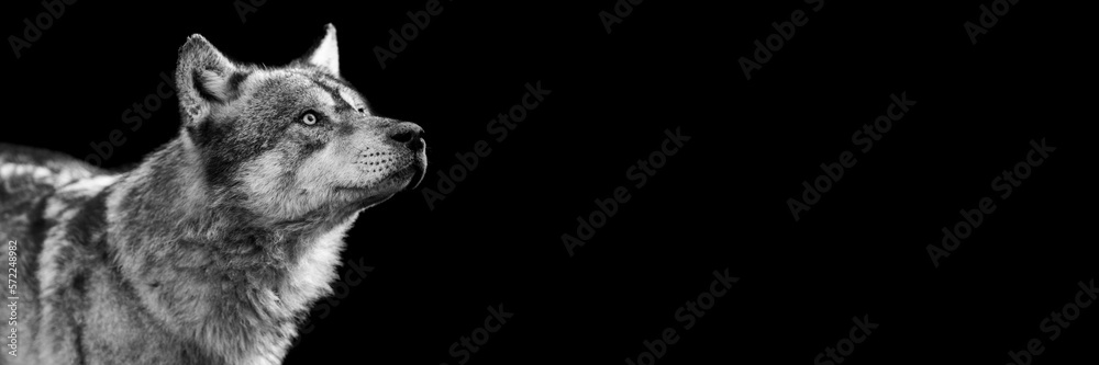 Portrait of a grey wolf with a black background
