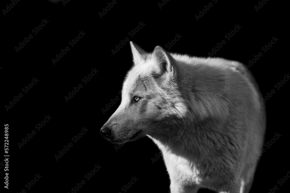 Portrait of a black wolf with a black background