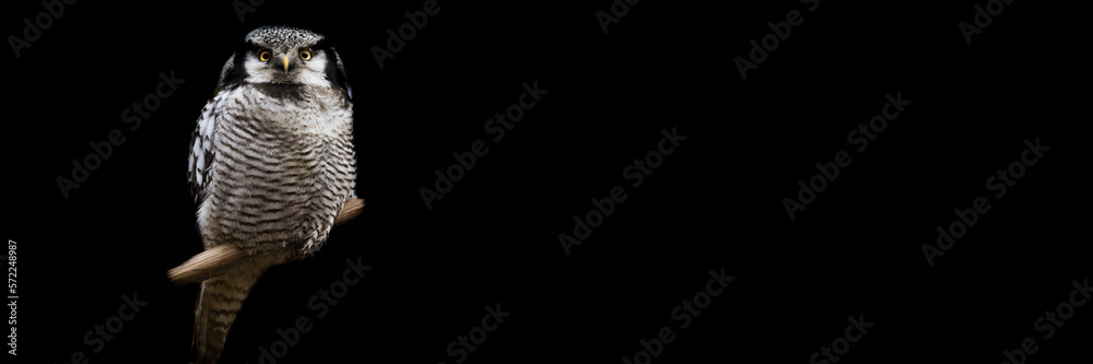 Template of a northern hawk-owl with a black background