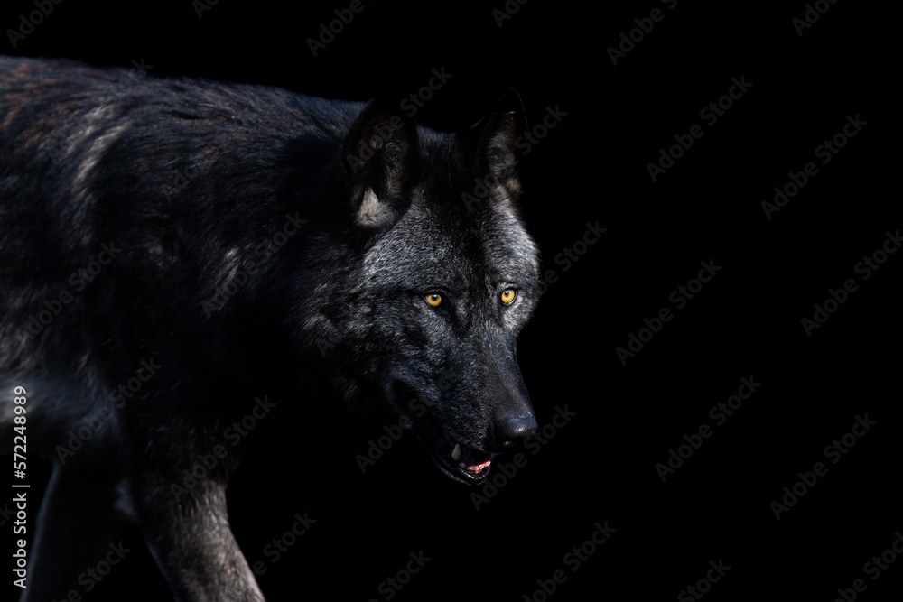 Portrait of a black wolf with a black background