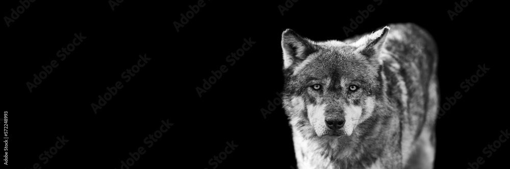 Portrait of a grey wolf with a black background