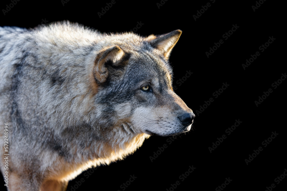 Portrait of a grey wolf with a black background
