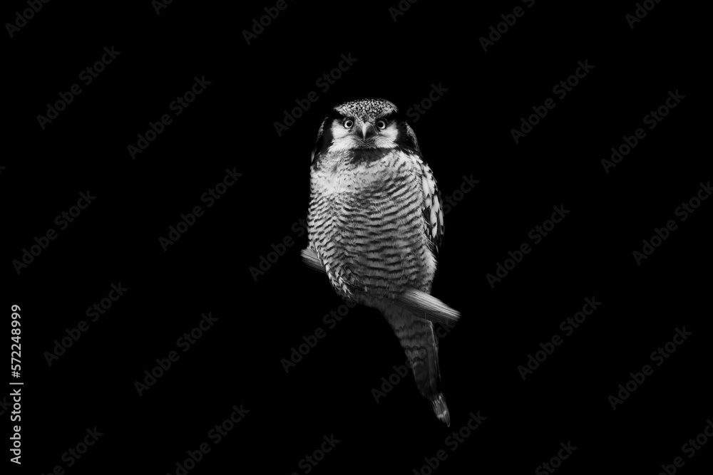 Portrait of a northern hawk-owl with a black background