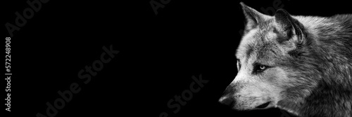 Template of a black wolf with a black background