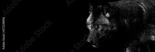 Obraz na płótnie Template of a black wolf with a black background w salonie