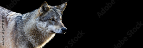 Obraz na płótnie Portrait of a grey wolf with a black background w salonie