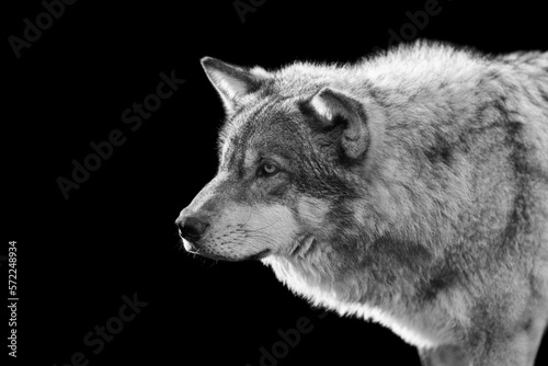 Portrait of a grey wolf with a black background © AB Photography