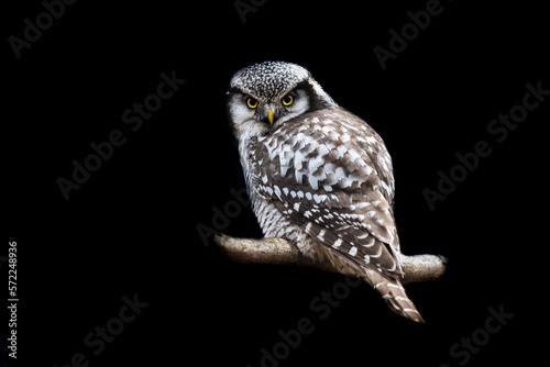 Obraz na płótnie Portrait of a northern hawk-owl with a black background w salonie