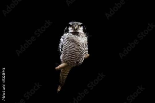 Obraz na płótnie Portrait of a northern hawk-owl with a black background w salonie