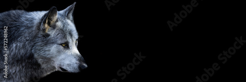 Obraz na płótnie Template of a black wolf with a black background w salonie
