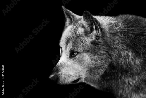 Obraz na płótnie Portrait of a black wolf with a black background w salonie