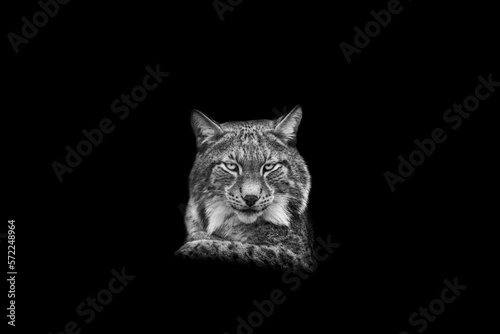 Portrait of a lynx with a black background © AB Photography