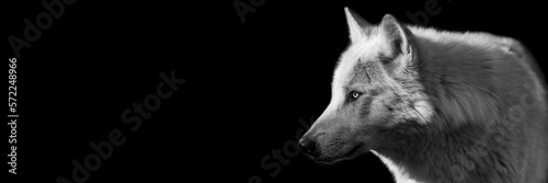 Template of a black wolf with a black background