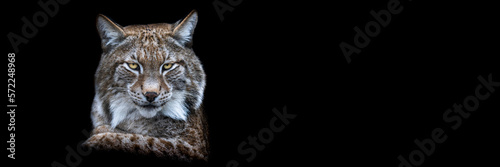 Obraz na płótnie Template of a lynx with a black background w salonie