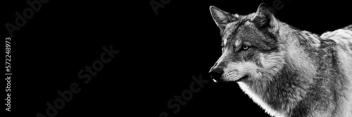 Obraz na płótnie Portrait of a grey wolf with a black background w salonie