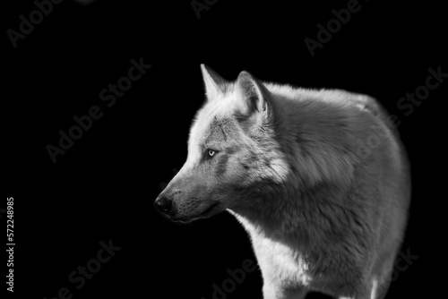 Obraz na płótnie Portrait of a black wolf with a black background w salonie