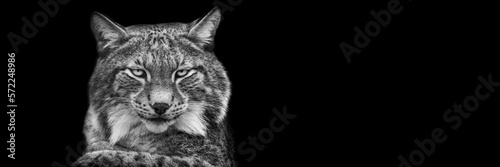 Template of a lynx with a black background