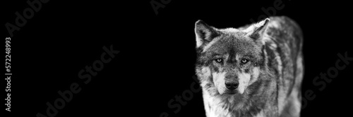 Obraz na płótnie Portrait of a grey wolf with a black background w salonie