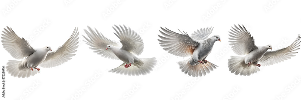 white doves collection on Transparent background , ai generated - obrazy, fototapety, plakaty 