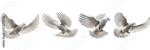 white doves collection on Transparent background , ai generated