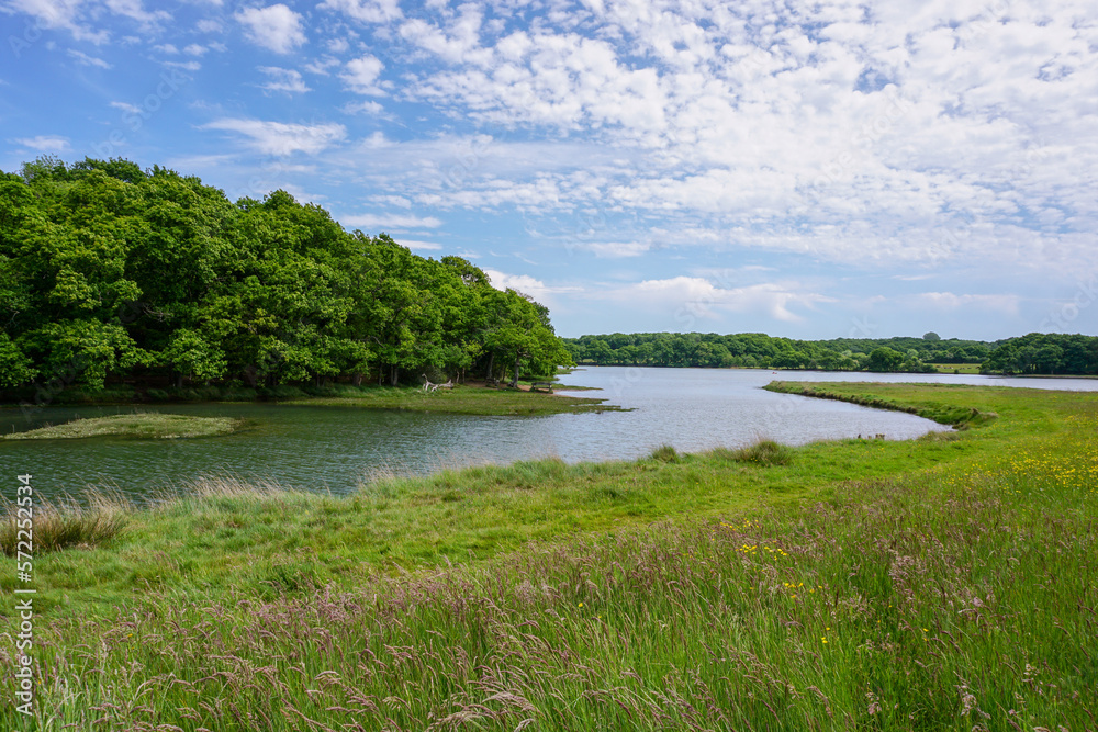 river bend with surrounding woodland trees. outdoor landscape beside peaceful river and countryside river bend with surrounding woodland trees. outdoor landscape beside peaceful river and countryside