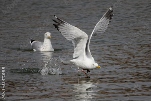 The herring gull (Larus argentatus) in flight