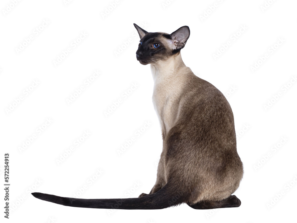 Young adult seal point Siamese cat, sitting backwards. Looking over shoulder showing profile with mesmerizing blue eyes. Isolated cutout on transparent background.