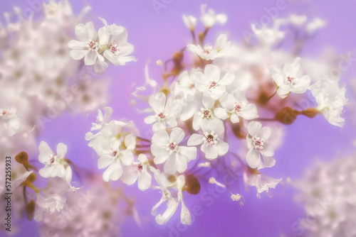 White cherry tree flowers scattered over a pink background  levitation  spring flowers conception  generated ai