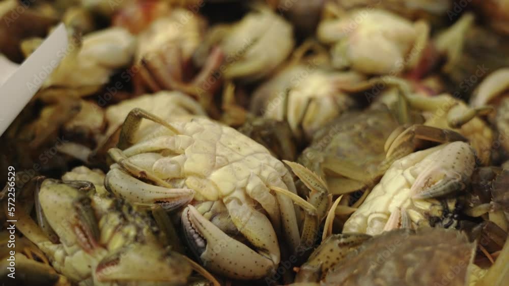 Group of delicious large green fresh raw crabs lying in container in contemporary sea food market warehouse extreme close view Group of delicious large green fresh raw crabs lying in container in contemporary sea food market warehouse extreme close view