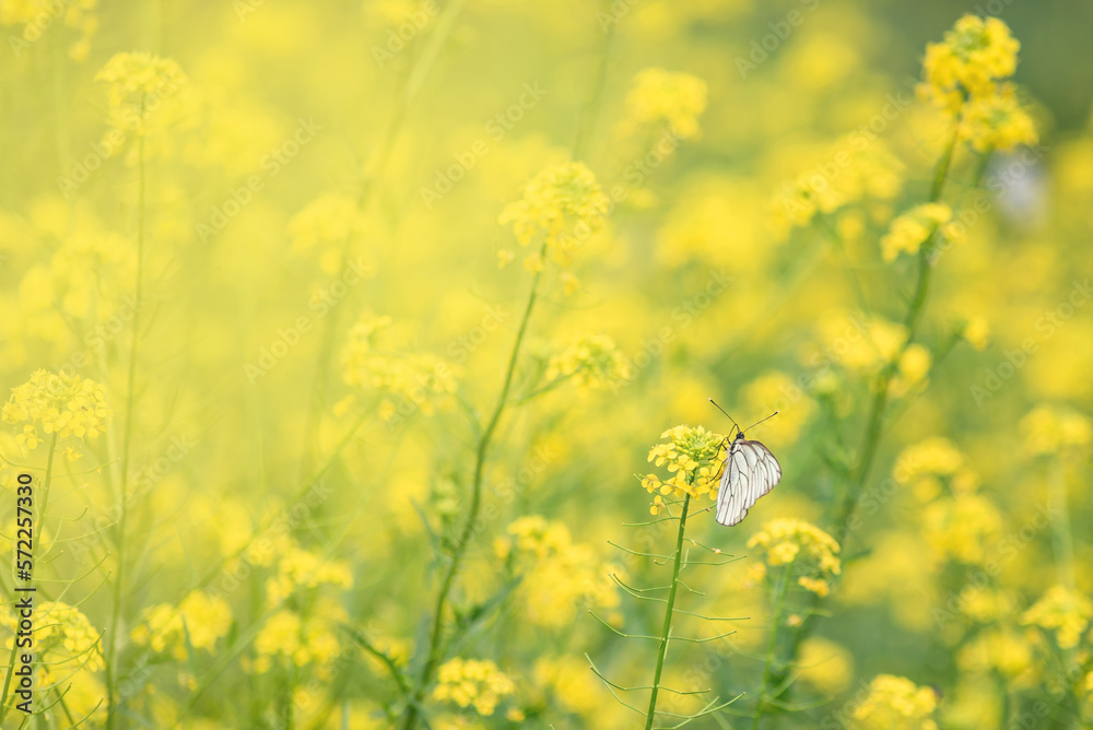 yellow wild flowers with a white butterfly