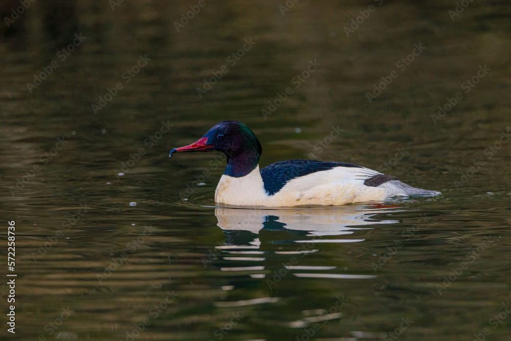 A male merganser duck in the winter on a river
A male merganser duck in the winter on a river