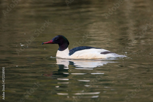 A male merganser duck in the winter on a river	
