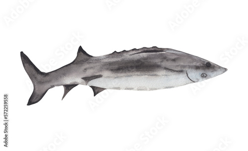 Chinese Sturgeon fish Watercolor illustration for Chinese new year celebration Graphic element for greeting card, poster, party invitation. Png file with transparent background Watercolor clipart