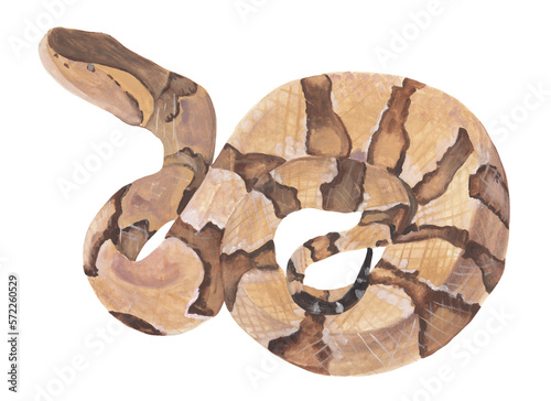 Coperhead snake Colorful  snake. Gouache painting, realistic animal reptile of wild tropical nature. Illustrations for kids design. Printable png file with transparent background photo