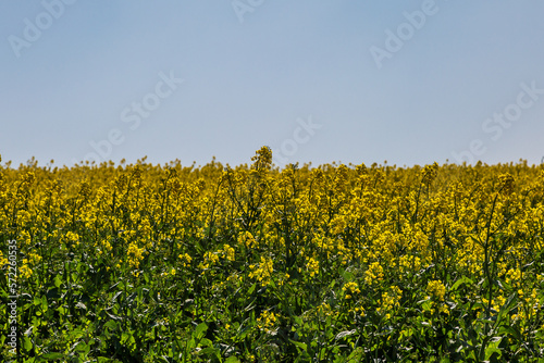 Canola crops in Sussex with a blue sky overhead