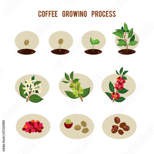 Plant seed germination stages. Process of planting and growing a coffee tree. Coffee tree cultivation in stages. Vector illustration