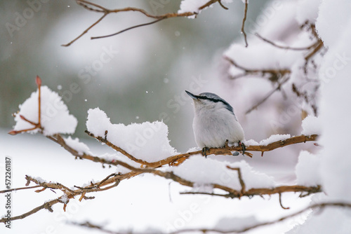 雪の中のゴジュウカラ 北海道の野鳥