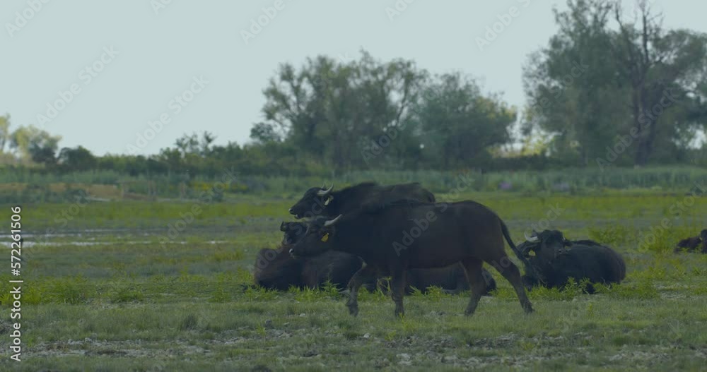 Close-Up Of Herd Of Water Buffalo (Bubalis Murrensis) Resting and Grazes On A Green Meadow Close-Up Of Herd Of Water Buffalo (Bubalis Murrensis) Resting and Grazes On A Green Meadow